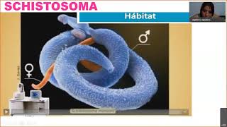 SCHISTOSOMA [upl. by Wonacott]