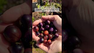 Have you tried PURPLE TOMATOES Not me [upl. by Geraud]