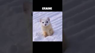 The Stoat  But At The Winter They Are Called Ermine 🤓 [upl. by Ehpotsirhc]