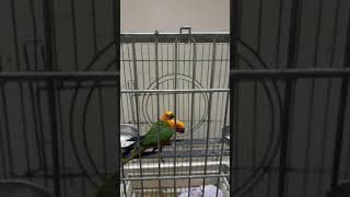 JENDAY CONURE TALKING  JENDAY CONURE SOUNDS  JENDAY CONURES PLAYING TOGETHER JENDAYCONURE [upl. by Gem]