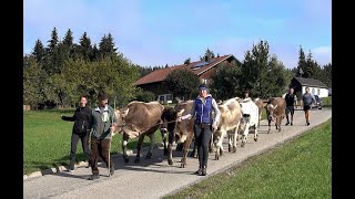 Viehabtrieb von Tronsberg nach Zell [upl. by Paula]