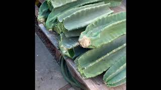 How to Propagate Peruvian Apple Cactus From Cuttings [upl. by Telocin]