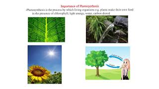 Importance of Photosynthesis [upl. by Binnings]