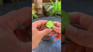 Tips for growing cucumbers at home shorts cucumber [upl. by Astiram52]