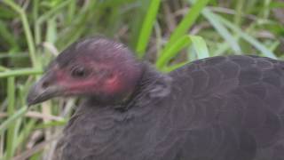 Megapode Australian Brush Turkey DrRoms Bird Sanctuary [upl. by Ahsaenat]