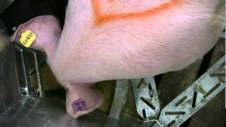 ESF Electronic Sow Feeding with Osborne [upl. by Kellyann59]