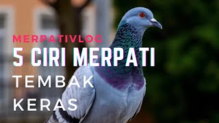 5 CIRICIRI MERPATI SPRINT TEMBAK KERAS [upl. by Dinse152]