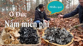 Andi nghỉ làm đi hái nấm bất ngờ bắt gặp 1 ổ nấm siêu to  rau trái miễn phí  Cuộc sống ở Đức [upl. by Sedinoel]