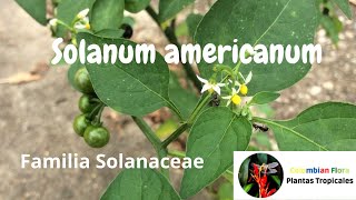 Solanum americanum o hierba mora planta tropical alimenticia medicinal toxica solanum [upl. by Thanasi]