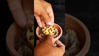 How To Grow Cove Plant At Home  Propagation Of Clove Plant From Clove [upl. by Chaves]