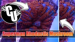 Superman Rhodactis Mushroom  Corals Unlimited [upl. by Noakes]