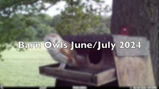 Barn Owls JuneJuly 2024 [upl. by Heiner]