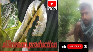 Silkworm Production processkolar farming cultivation villagelife [upl. by Vel472]