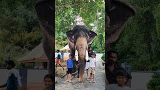 Panayanarkavu Kalidasan vinusworld elephant travel love animals [upl. by Pare526]