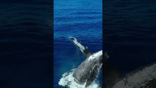 Wonderful views of whales jumping out of the water youtubeshort whales youtubeshorts [upl. by Hess597]