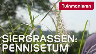 Pennisetum Welke soorten zijn er en hoe snoei je ze  Tuinmanieren [upl. by Enal]