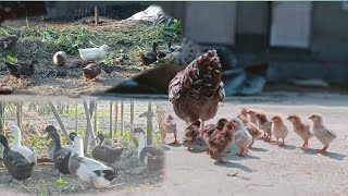 Call Dack farming Kesi kore 🥰animalsmonowar duck chicken pigeon [upl. by Izabel]