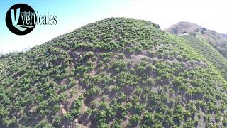 Viñedos Verticales Sierras de Málaga Spain VINEYARDS AND drone 4K [upl. by Adrahc]