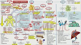 5 ICTERICIA NEONATAL [upl. by Ellenaej]