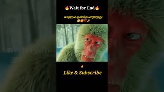 Little Monkey🐒🥺⁉️Movie explained in tamil\dubbed MoviesTamil voice over mysterydiv [upl. by Ano]