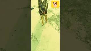 Dog puppy 🐾🐶 funny short 🤔🐕funny shortsfeed dog memes viralvideo trending shorts ytshorts [upl. by Anitsirt]