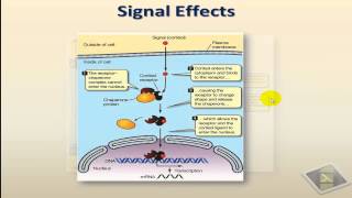 Cell signalingpart 2 [upl. by Hengel]