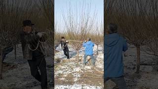 Transplanting red plum plants process [upl. by Dyraj954]