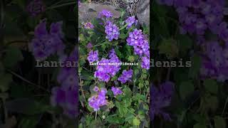 Lantana montevidensis  Purple Trailing Lantana lantana flowers [upl. by Lightfoot]