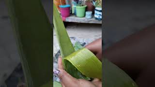 aloe vera juice nikalne ka aasan tarika 💚 aloevera ka pani paudhon ke liye bahut hi achcha hota hai [upl. by Pierce]