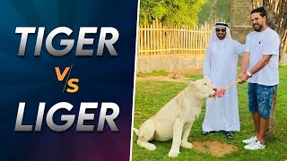 Tiger vs Liger  Yuvraj Singh [upl. by Hay384]