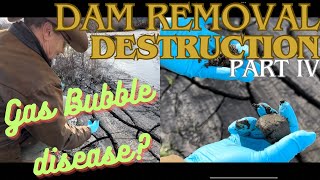 Dam Removal Destruction  Gas bubble disease  Part IV [upl. by Kronick]