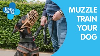 Muzzle Training Your Dog  Blue Cross [upl. by Jefferey]