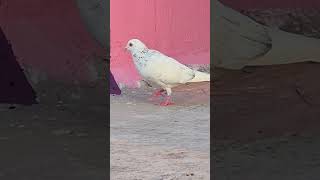 White pigeon videos shorts trendingvideo rellsviral todayviralvideo pigeon bird [upl. by Einnus181]