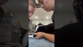 Skill 11 feline cephalic venipuncture [upl. by Semele]