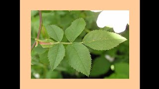 BScSem1BotanyVegetative MorphologyLeaf StipulesTypes Of Stipules [upl. by Berri]