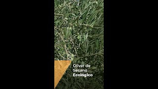 OLIVAR DE SECANO EN ECOLÓGICO [upl. by Spark]