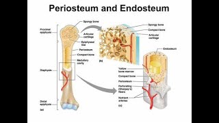 Why Periosteum and Endosteum are preserved during Bone Surgery [upl. by Eesac507]