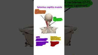 Splenius capitis muscle anatomy notes Spleniuscapitismuscle [upl. by Suu90]