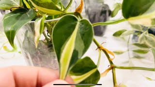 Plants That Love Growing In Acrylic And Care Tips [upl. by Airbmat]