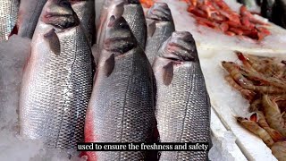 Use of Formalin to preserve fish  why its harmful to our health  A VTF Documentary  Coimbatore [upl. by Ellasal]