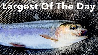 Roadside Wild Trout  Fly Fishing in Washington State  Tieton River flyfishing fishing [upl. by Reyem369]