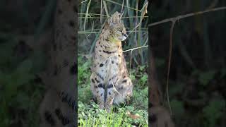 Serval at Howletts serval howletts animals wildlife zoo daysout shorts [upl. by Davis]