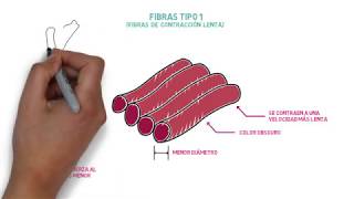 Tipos de fibras musculares [upl. by Hallvard]