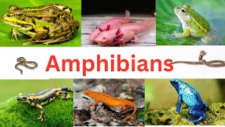 Amphibians FrogsToads Caecilians amp Salamanders  Amphibians for kids  Amphibians facts [upl. by Accebor992]