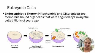 Endosymbiosis Review [upl. by Ailhad]