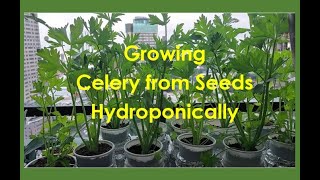 Celery from Seed [upl. by Dionne461]