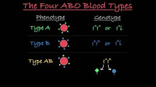 Blood Type Genetics Explained [upl. by Bellda435]