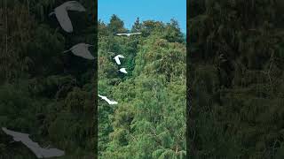 Egretta garzetta and Taxodium distichum  uav djimini3pro [upl. by Eniamraj]