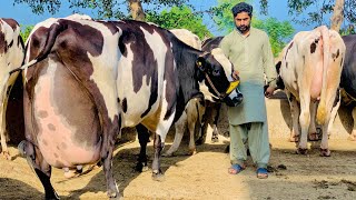 Girlando Cow In Punjab  Hf Cow  Big Cow  Cow Farm  Cow Videos  HF Breed Cow [upl. by Varin]