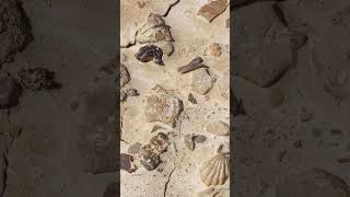 Shark tooth and vertebrae fossils found in North Texas [upl. by Anawak361]